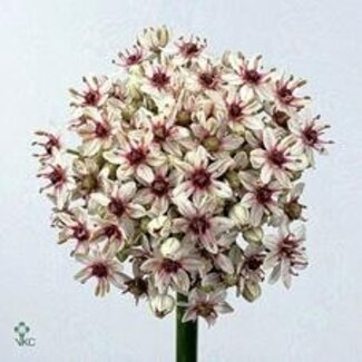 Freshy Allium Silverspring