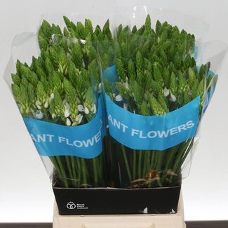 Freshy Ornithogalum Thyrsoides
