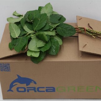 Freshy Salal Gaultheria Mini | Couleur: Vert | Longueur ± 35 centimeter | 25 branches par bouquet | Par 5 bouquets