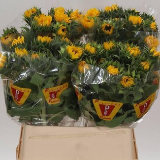Freshy Helianthus An Orange Fire