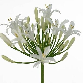 Freshy Agapanthus Bianca Perla