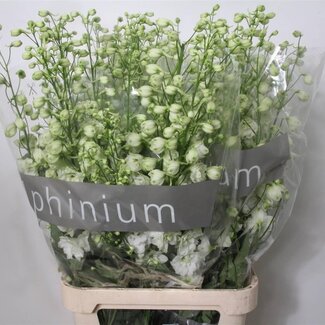 Freshy Delphinium El Centurion White