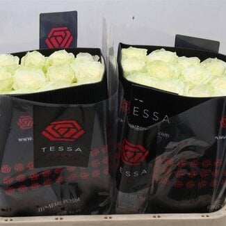 Freshy R Eq Mondial Tessa
