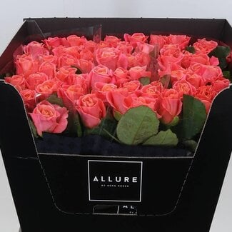 Freshy Rosa Miss Piggy Allure