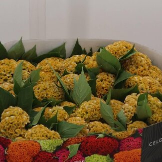 Freshy Celosia C Act Incarvillea