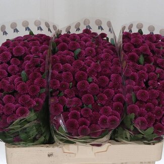 Freshy Chrysanthemum Chrysanthème Santini “Purpetta” | Couleur: Violet | Longueur ± 55 centimeter | Par 25 tiges de fleurs fraîches