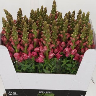 Freshy Antirrhinum Avignon Rose