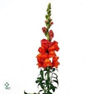 Freshy Antirrhinum Maryland D Ora