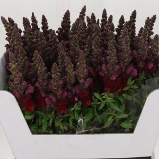 Freshy Antirrhinum Maryland Red