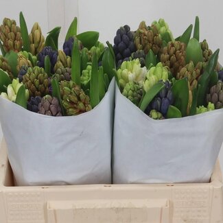 Freshy Hyacinth Gemengd 5 Kleuren