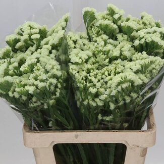Freshy Limonium S Hollands Starlight Wi