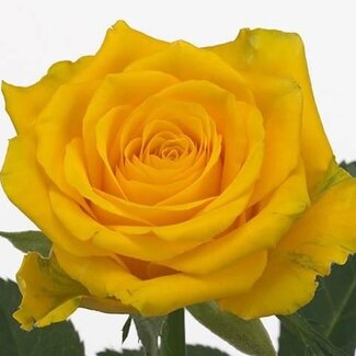 Freshy Roses “High & Exotic” | Couleur: Jaune | Longueur ± 60 centimeter | Par 25 roses