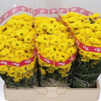 Freshy Chrysant santini Skippy