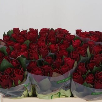 Freshy Rosa Red Tacazzi