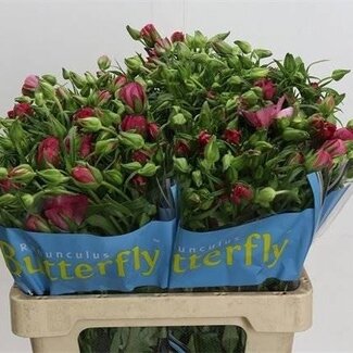 Freshy Ranunculus Butterfly Jupiter