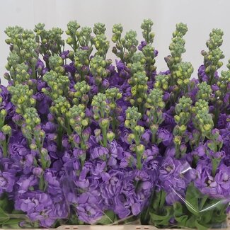 Freshy Matth. Mathilda Lavender