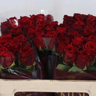 Freshy Rosa Red Naomi Ende