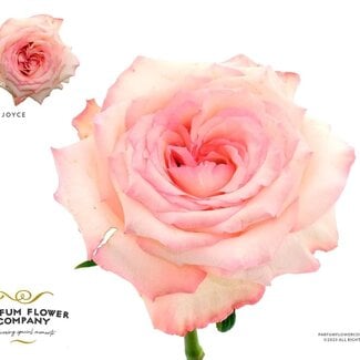 Freshy Rosa Parfum Joyce