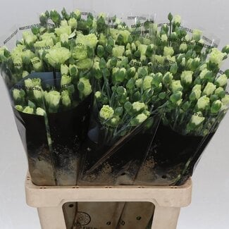 Freshy Trosanjer Jade X10
