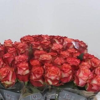 Freshy Rosa Attraction