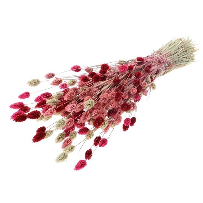 Boeket droogbloemen Phalaris "Lady Mix" | Lengte ± 65 centimeter | Gewicht ± 175 gram