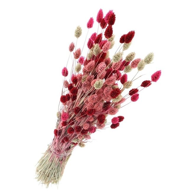 Boeket droogbloemen Phalaris "Lady Mix" | Lengte ± 65 centimeter | Gewicht ± 175 gram