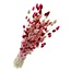 Boeket droogbloemen Phalaris "Lady Mix" | Lengte ± 65 centimeter | Gewicht ± 175 gram