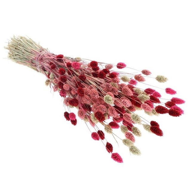 Boeket droogbloemen Phalaris "Lady Mix" | Lengte ± 65 centimeter | Gewicht ± 175 gram