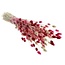 Bouquet of dried flowers Phalaris Lady Mix |  | Length ± 65 centimetres | Weight ± 175 grams