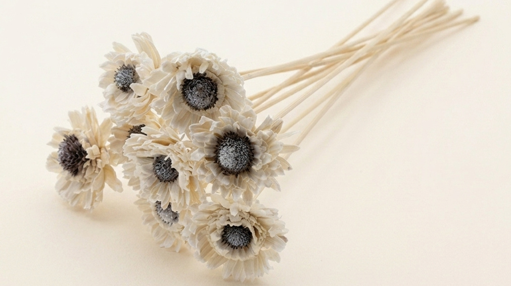Tournesol Daisy (Shola) : Produit Naturel Ensoleillé | MyFlowers.shop