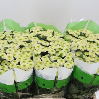 Freshy Chrysanthemum Chrysanthemum Santini “Sira” | Colour: White | Length ± 55 centimeter | Per 25 stems fresh flowers