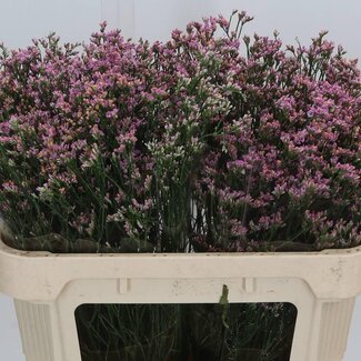 Freshy Limonium Sin Blush Diamond