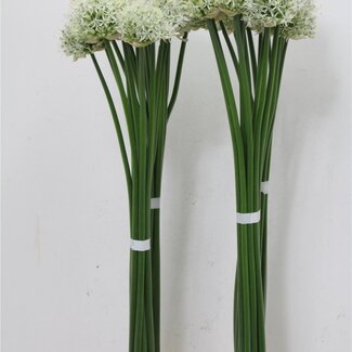Freshy Allium Mount Everest