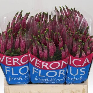 Freshy Veronica “Smart Artist” | Couleur: Rose | Longueur ± 60 centimeter | Par 25 tiges de fleurs fraîches