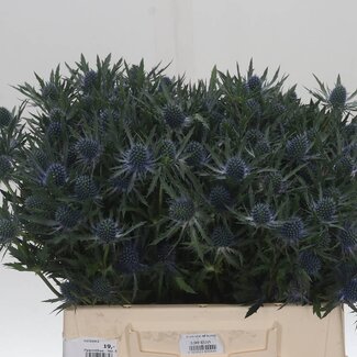 Freshy Eryngium “Orion Qstar” | Couleur: Violet | Longueur ± 40 centimeter | Par 20 fleurs fraîches