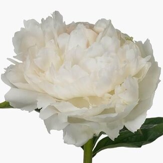 Freshy Paeonia L Brother Chuck