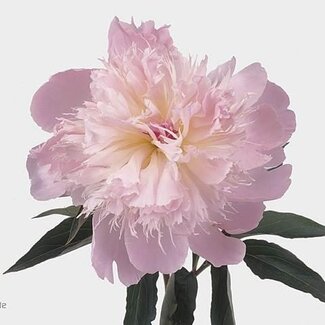 Freshy Paeonia Pfingstrose L “Alertie” | Farbe: Lila | Länge ± 55 centimeter | Pro 10 frische Blumen