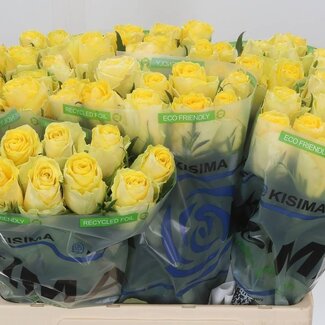 Freshy Roses “Good Times” | Couleur: Jaune | Longueur ± 60 centimeter | Par 10 roses