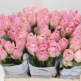 Freshy Rosa Heidi
