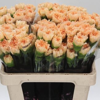 Freshy Kurze Nelke “Crimea” | Farbe: aprikosenfarben | Länge ± 55 centimeter | Pro 20 frische Blumen