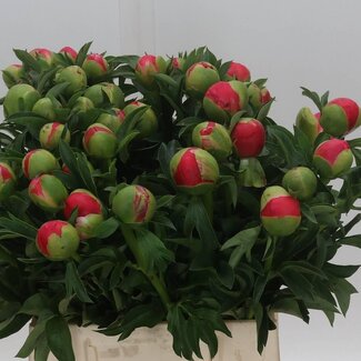Freshy Paeonia Pfingstrose L “Coral Sunset” | Farbe: Rosa | Länge ± 45 centimeter | Pro 20 frische Blumen