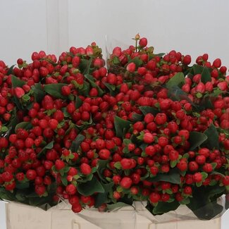 Freshy Hypericum St John's-wort “Magical Triumph” | Colour: Red | Length ± 50 centimetre | Per 25 fresh flowers