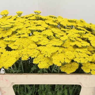 Freshy Achillea “Moonshine” | Couleur: Jaune | Longueur ± 70 centimeter | Par 10 fleurs fraîches