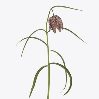 Freshy Fritillaria Meleagris Fritillaire pintade | Couleur: Rouge | Longueur ± 30 centimeter | Par 50 fleurs fraîches
