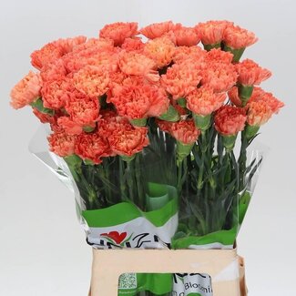 Freshy Lange Nelke “Funza Hermes Orange” | Farbe: Orange | Länge ± 70 centimeter | Pro 20 frische Blumen