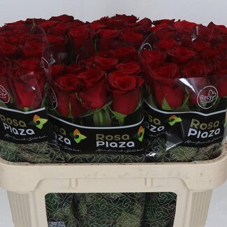 Freshy Roses “Monte Carlo” | Couleur: Rouge | Longueur ± 70 centimeter | Par 10 roses