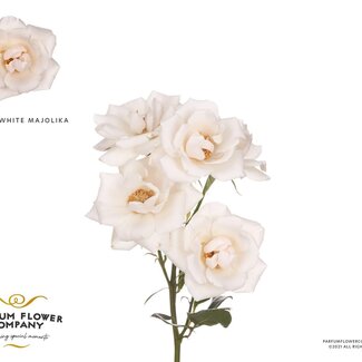 Freshy Spray rose Parfum “White Majolica” | Colour: White | Length ± 50 centimetre | Per 12 fresh flowers
