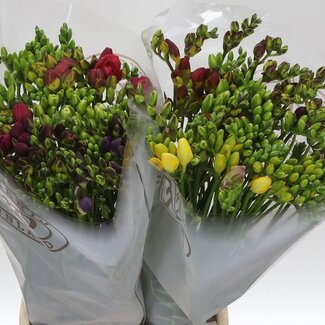 Freshy Doppelblütige Freesie | Farbe: Gemischte Farben | Länge ± 55 centimeter | Pro 50 Stielen frische Blumen