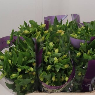 Freshy Alstroemère “Morning Star” | Couleur: Jaune | Longueur ± 75 centimeter | Par 10 tiges de fleurs fraîches