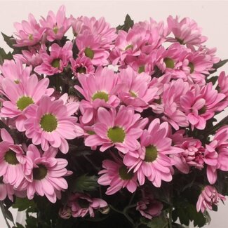 Freshy Chrysanthème en grappe Chrysanthème “Rihanna” | Couleur: Rose | Longueur ± 70 centimeter | Par 10 tiges de fleurs fraîches